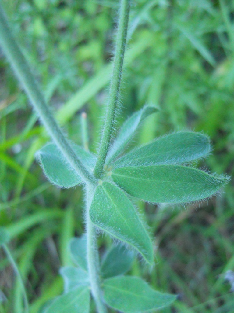 Lotus hirsutus (=Dorycnium hirsutum)
